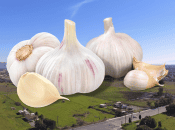 World Famous Gilroy Garlic Festival Cancelled Indefinitely