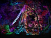Golden Gate Park's "Winter Lights" Glowing Forest Ends February 1st
