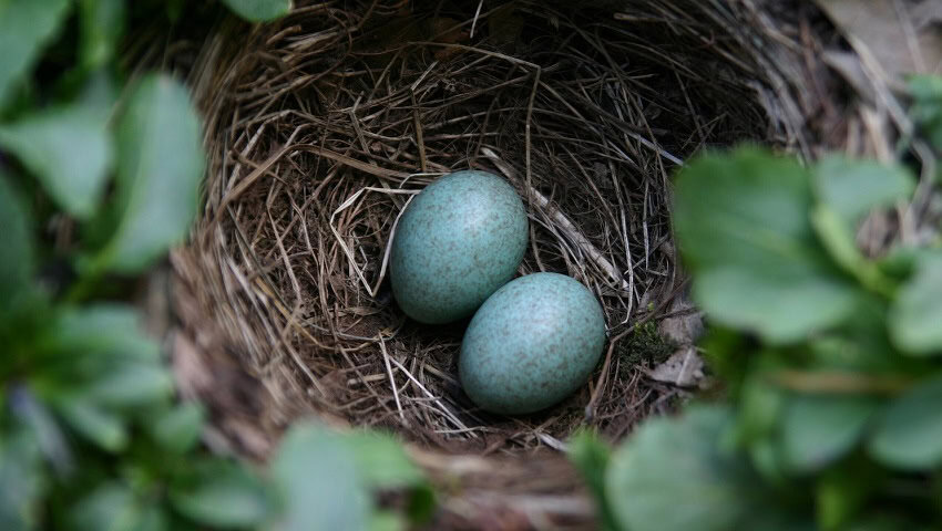Egg colour is not just a matter of chance.
