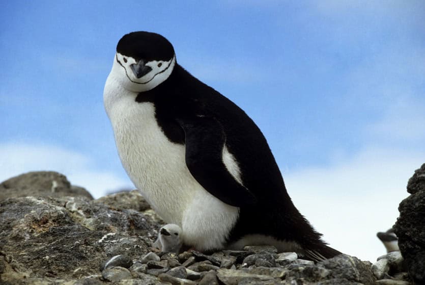 200916 penguinflu 1