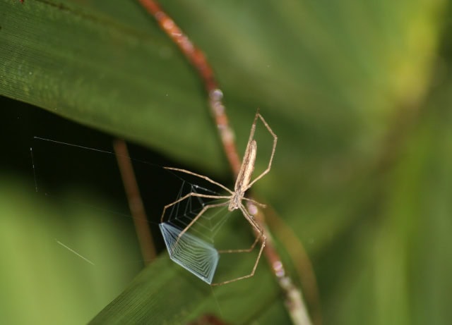 230516 spider 2