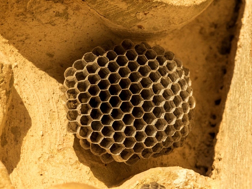 A wasp’s nest may provoke feelings of unease.