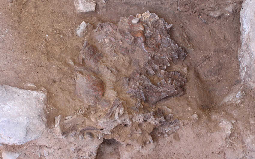 Neanderthal skull