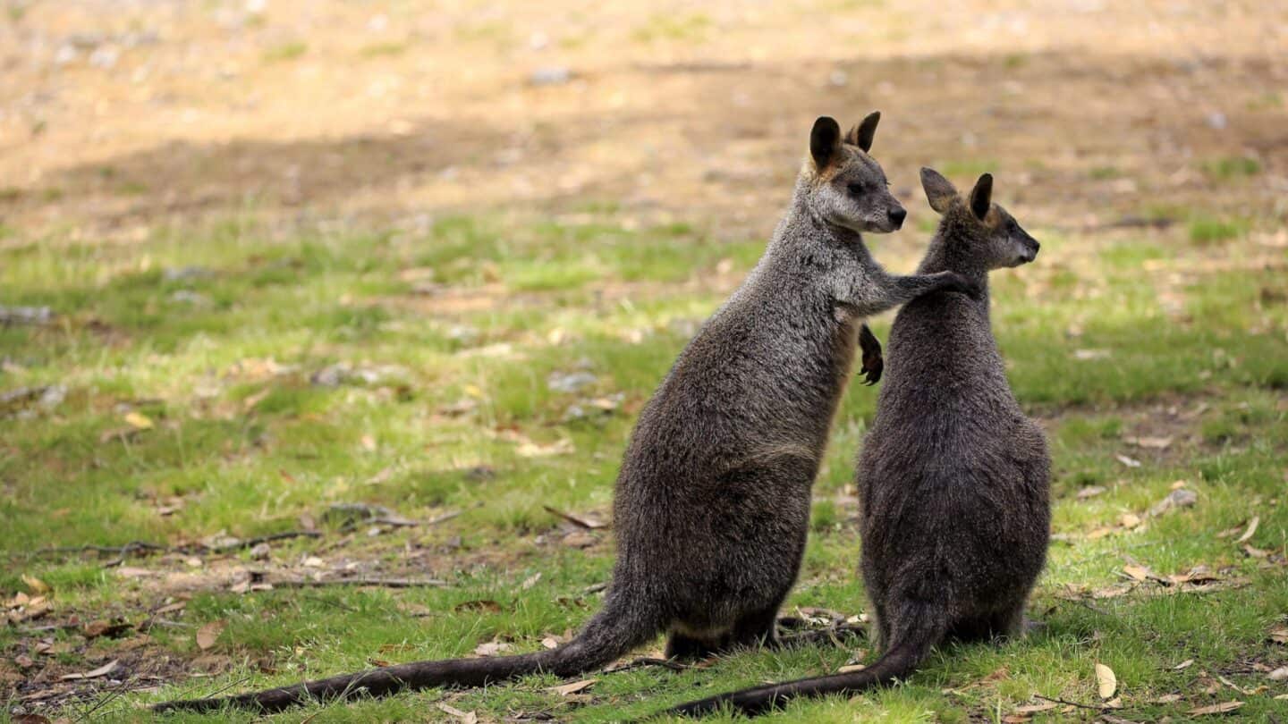 swamp wallabies_wallaby_marsupial