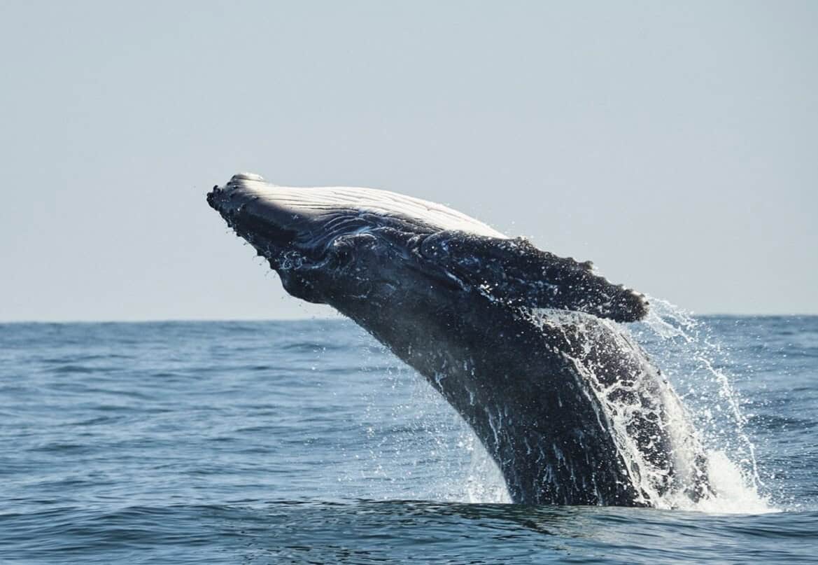 200803 humpback whale 1440x810 1