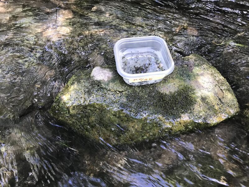 River sample for edna analysis