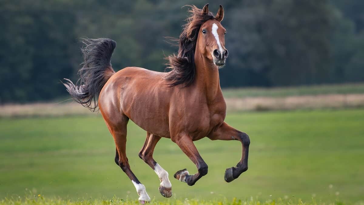 A brown horse galloping on grass