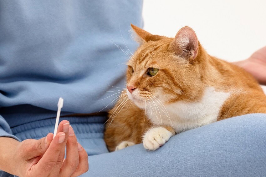 Ginger cat sitting on lap