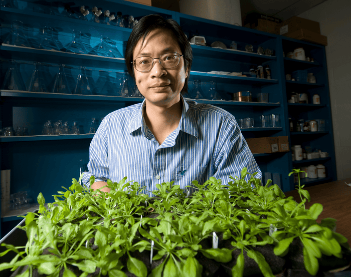 Plant resilience to heatwaves concept portrait of sheng-yang he sitting behind a tray of green plants in a laboratory