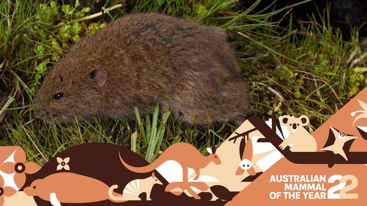 Broad-toothed rat