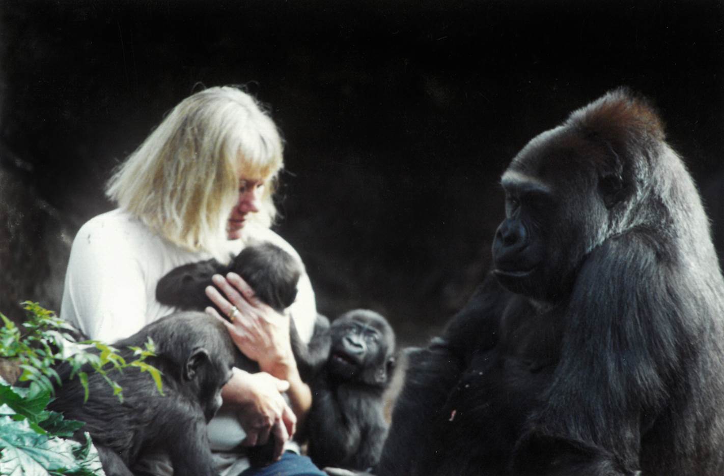Gorillas in our midst
