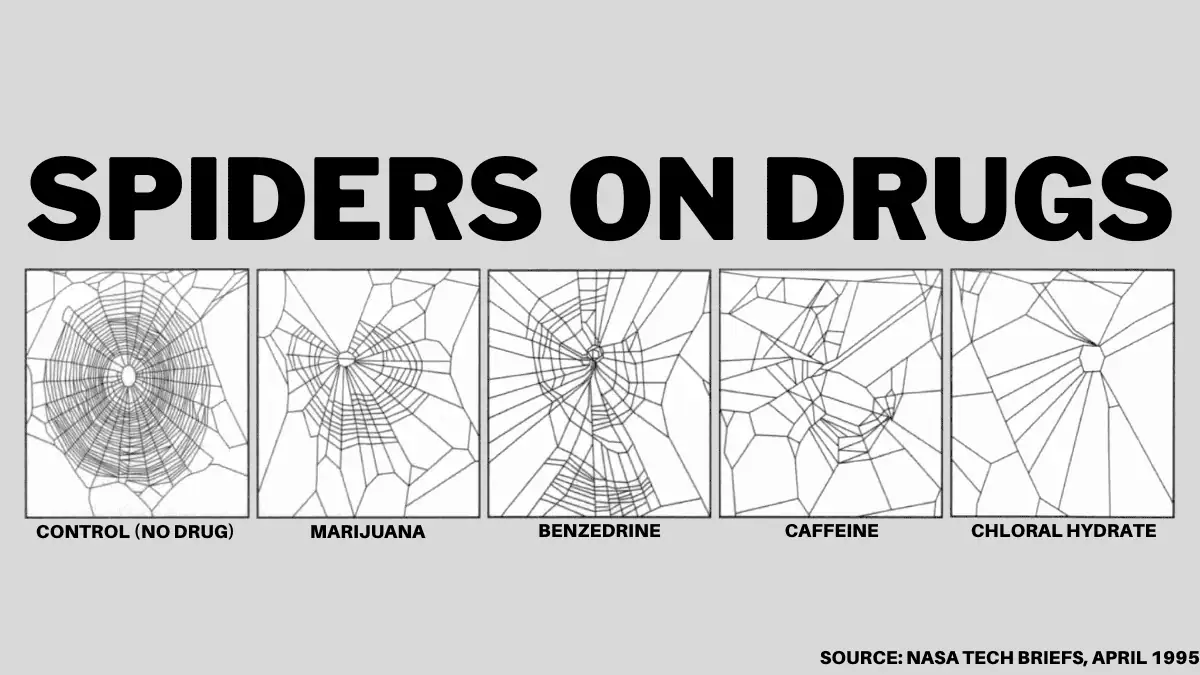 Spiders on drugs and other things about about caffeine
