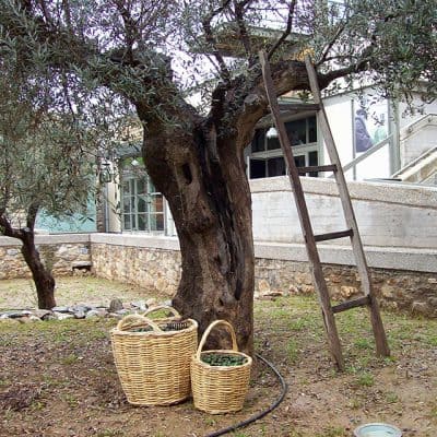 olive_museum