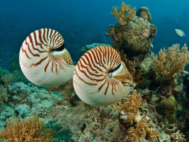 A pair of nautilus swimming by coral reef