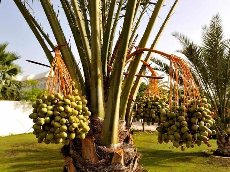 Date palms in a field in Dubai