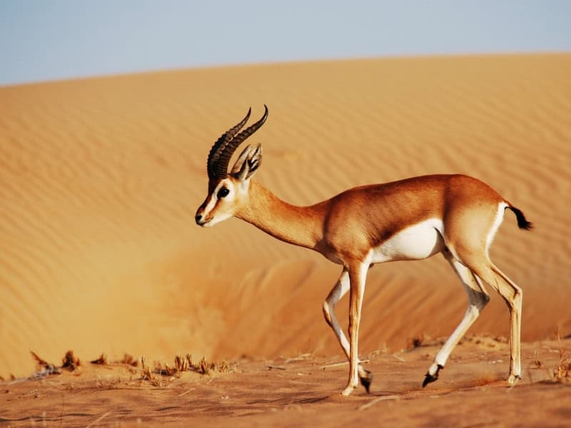 A gazelle in the desert in Abu Dhabi