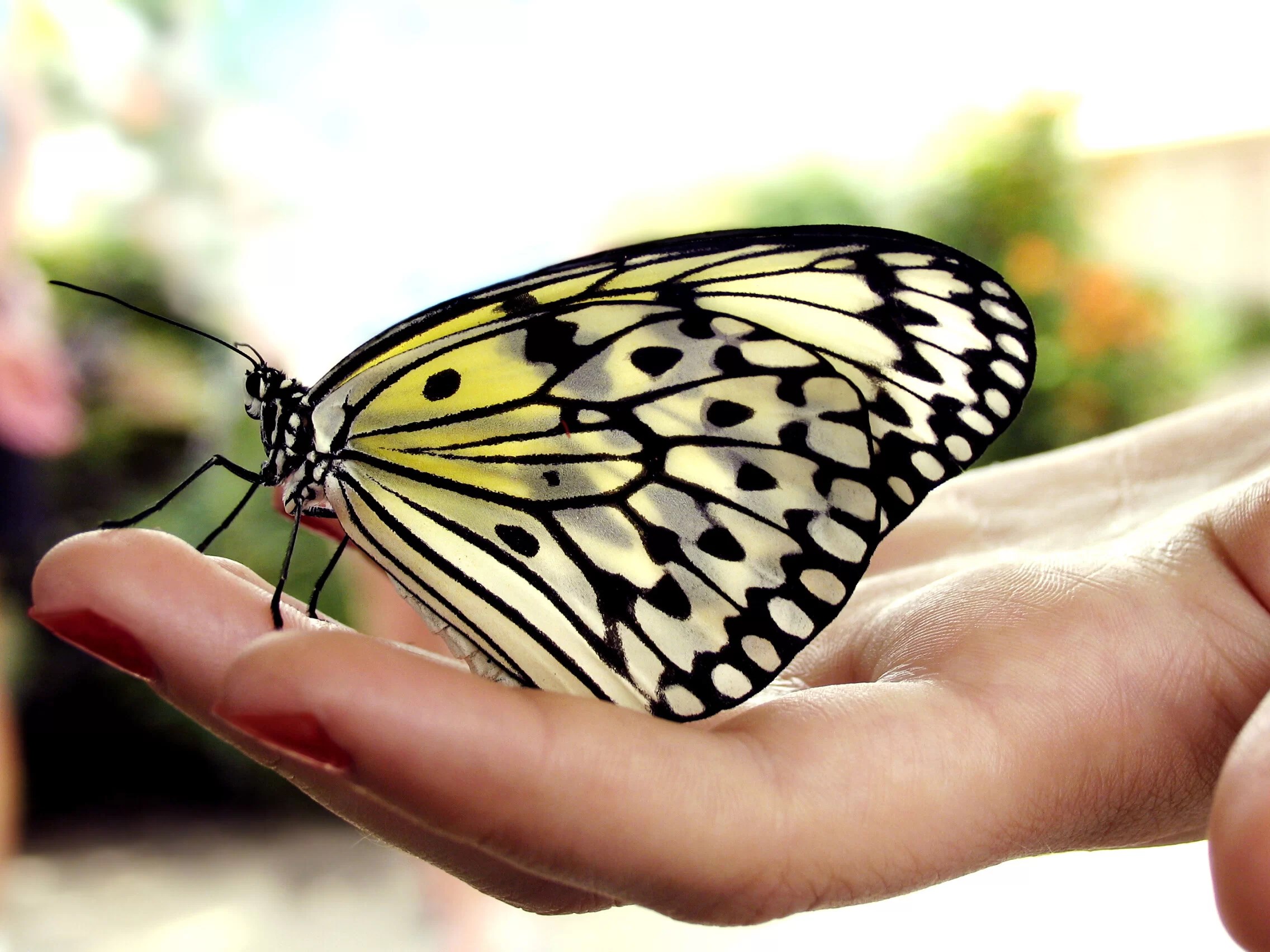 How to Release the Butterflies in Your Stomach When You’re Nervous