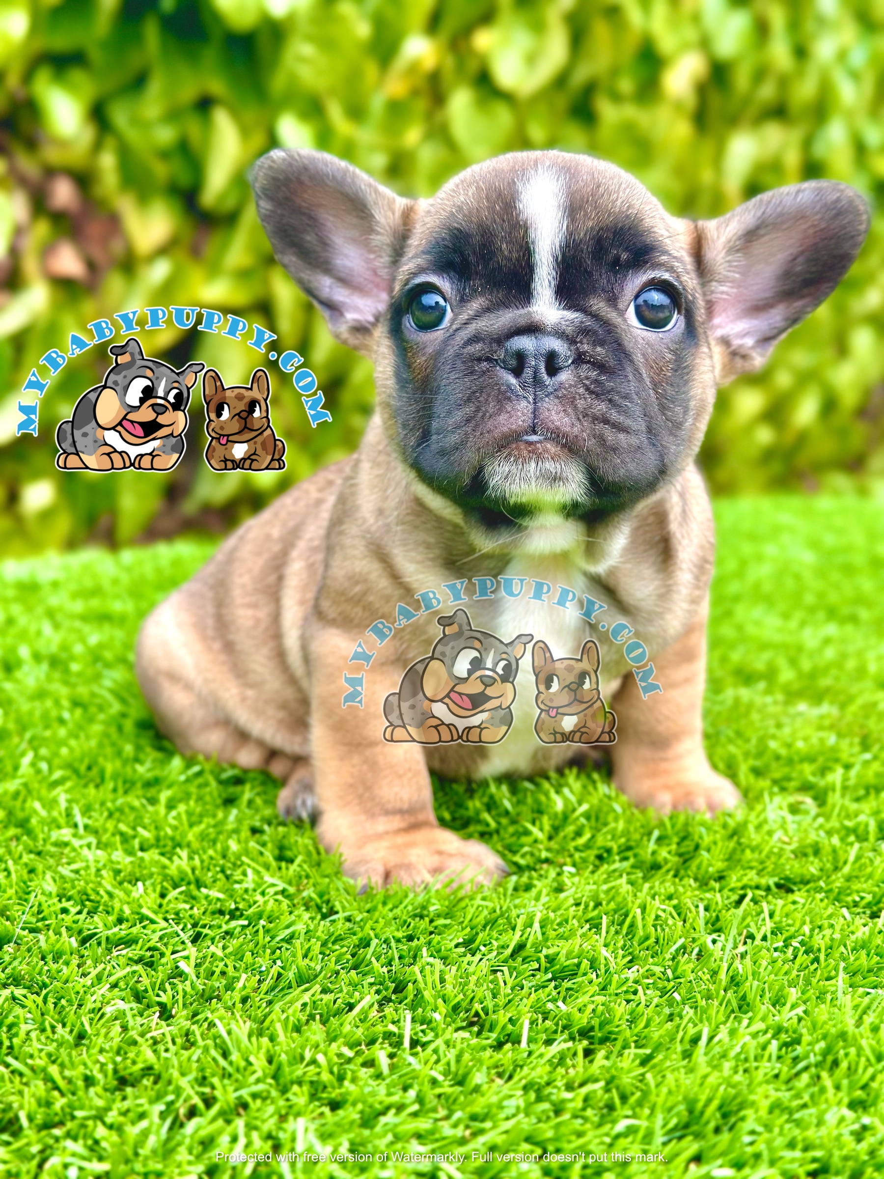 Your Ultimate Guide to Buying a French Bulldog Puppy in San Diego CA
