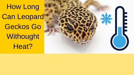 How Long Can Leopard Geckos Go Without Heat Leopard Gecko Habitat