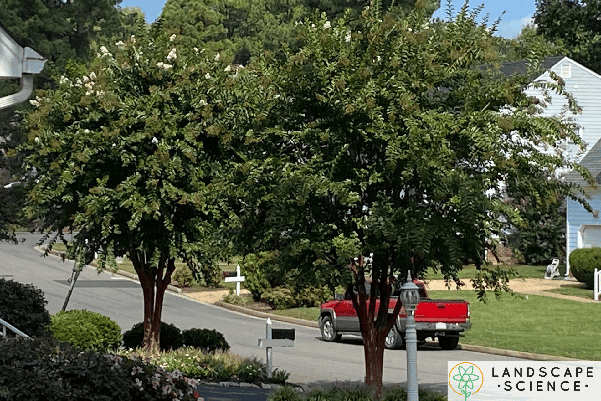 Are Crepe Myrtles Poisonous To Dogs? Find Out Here...