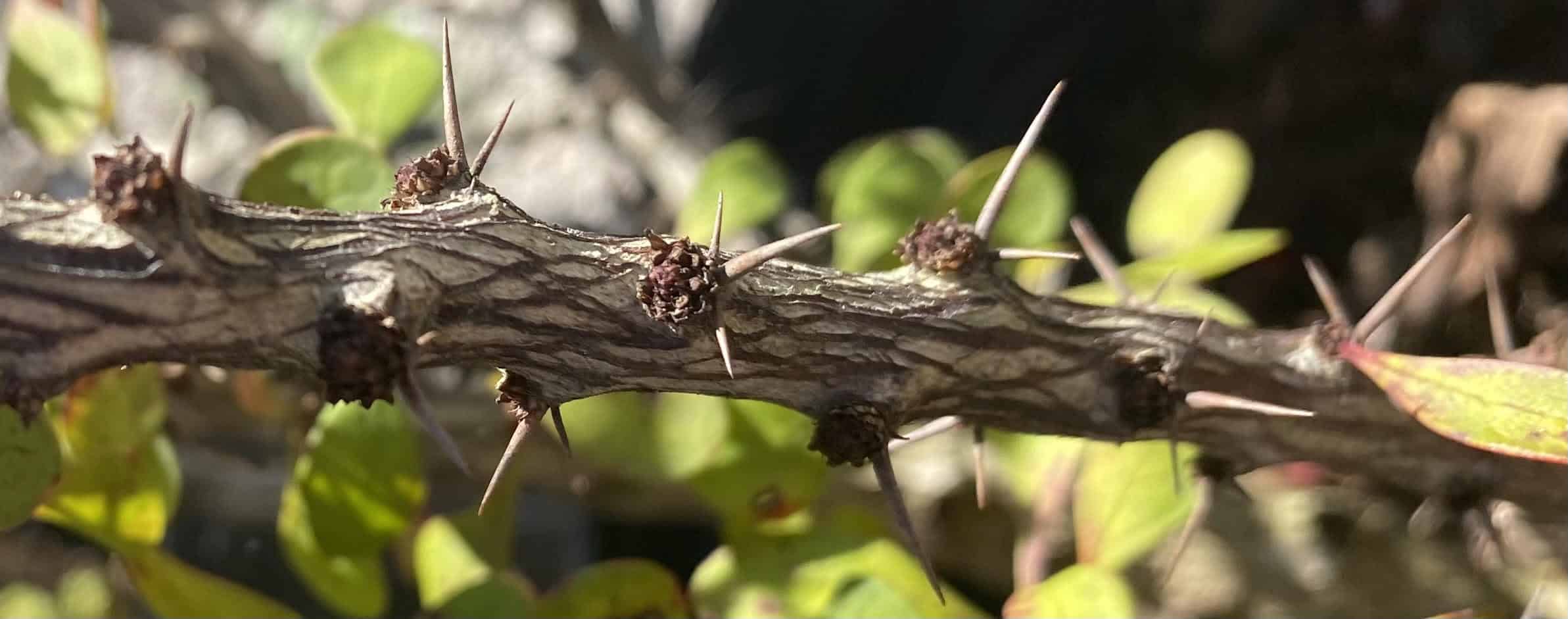 Are Barberry Bushes Poisonous To Dogs? Know Before You...