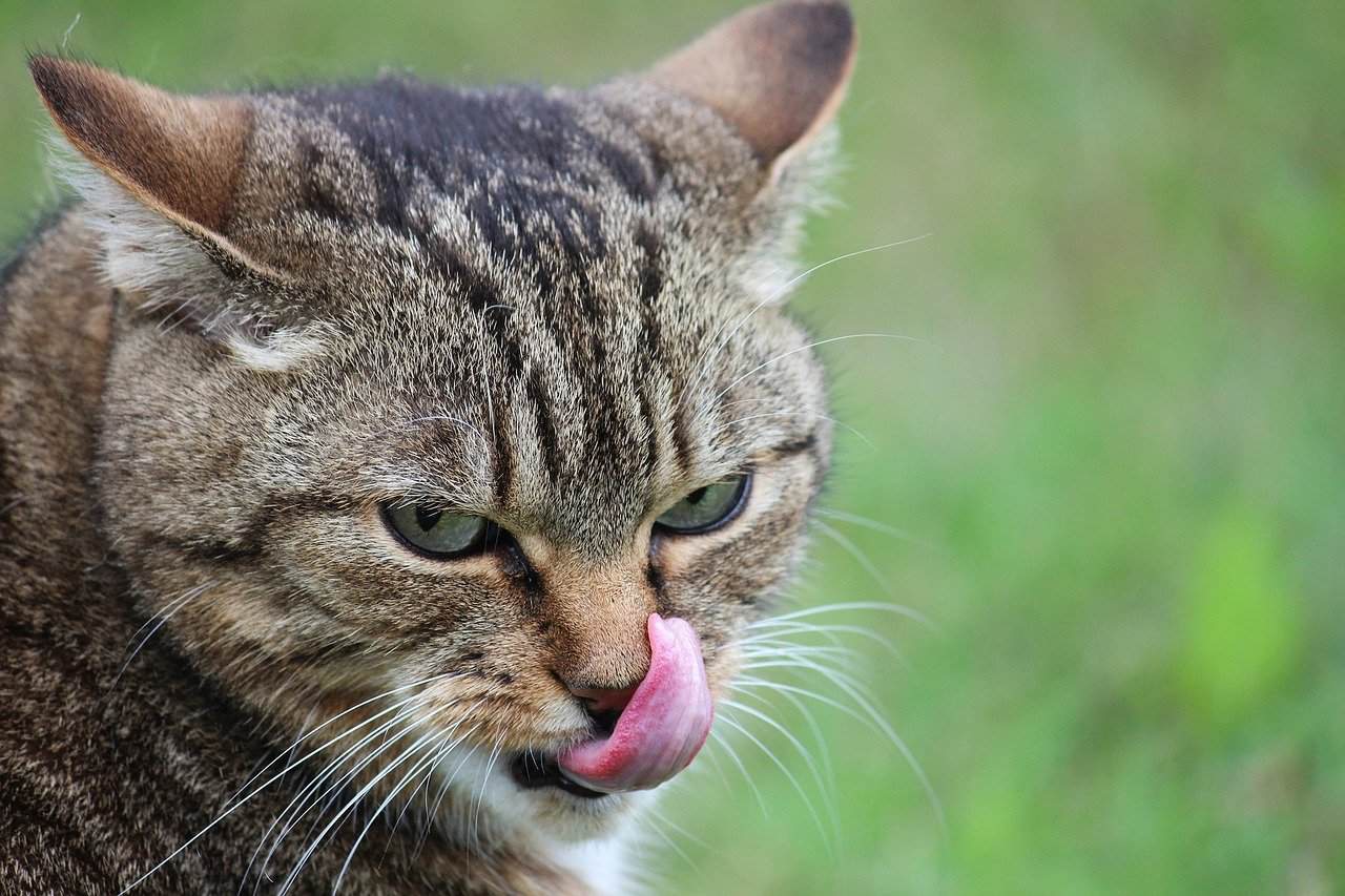 Why Do Cats Smack Their Lips - 2