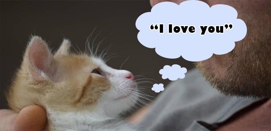 cats to say “I love you