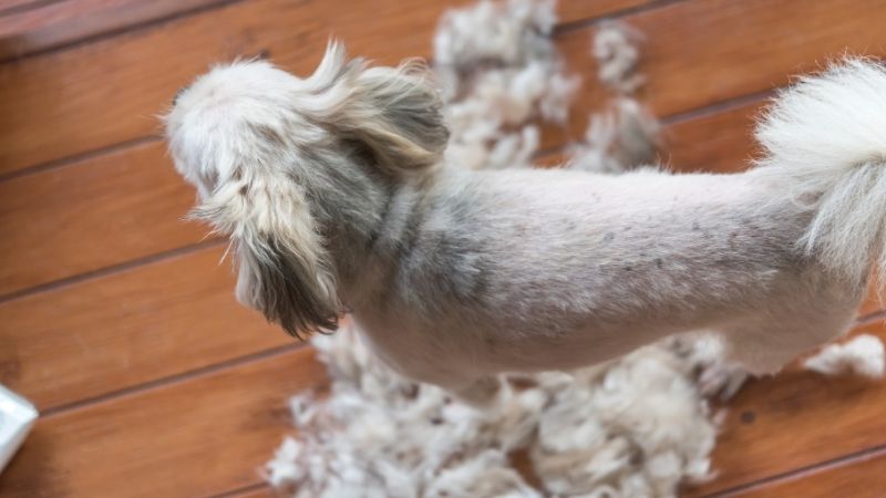 fellpflege bei hunden tipps fur jedes hundefell petlindo
