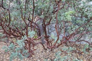 manzanita tree lake arrowhead ca