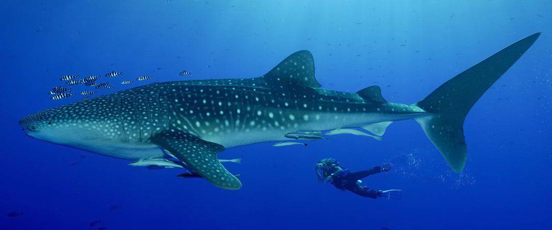 Best Places For Diving With Whale Sharks In Thailand