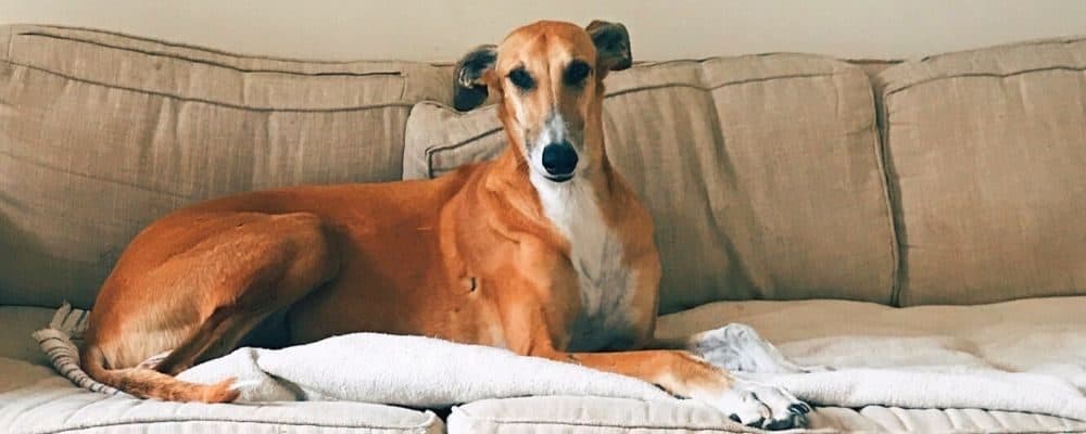 How To Get Dry Urine Smell Out Of Any Couch Syden Com - How To Get Dog Urine Smell Out Of Sofa Cushions How To Get Dry Urine Smell Out Of Any Couch Syden Com - How To Get Dog Urine Smell Out Of Sofa Cushions
