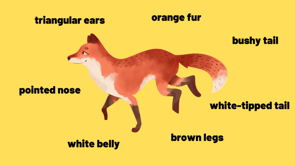 how to describe a fox
