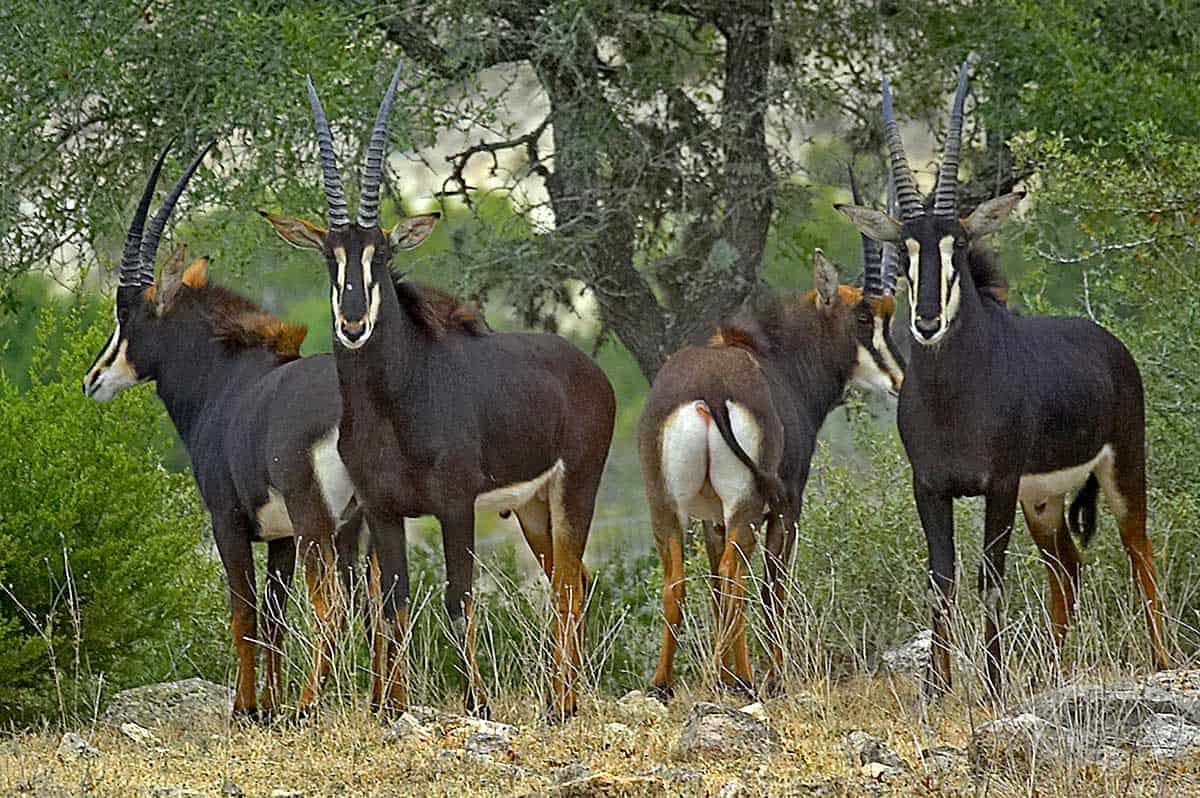 Texas Best Ranches Exotic Game and Livestock Experts