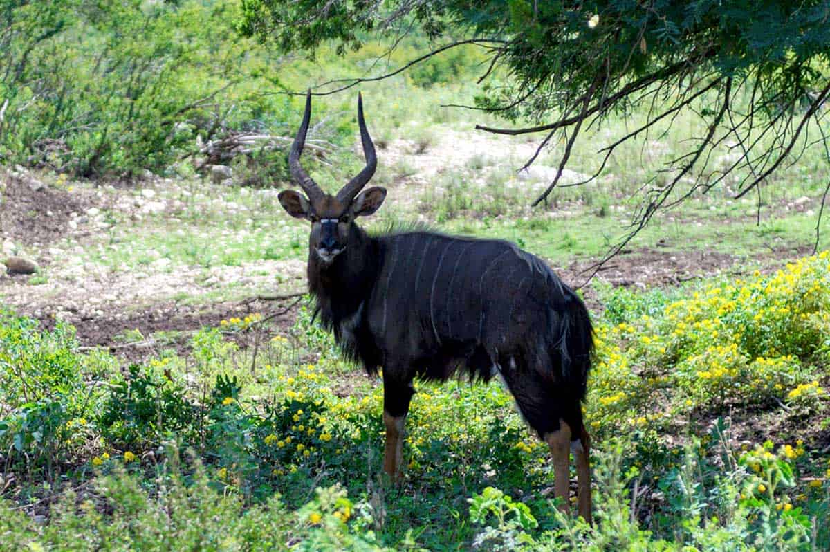 Texas Best Ranches Exotic Game and Livestock Experts