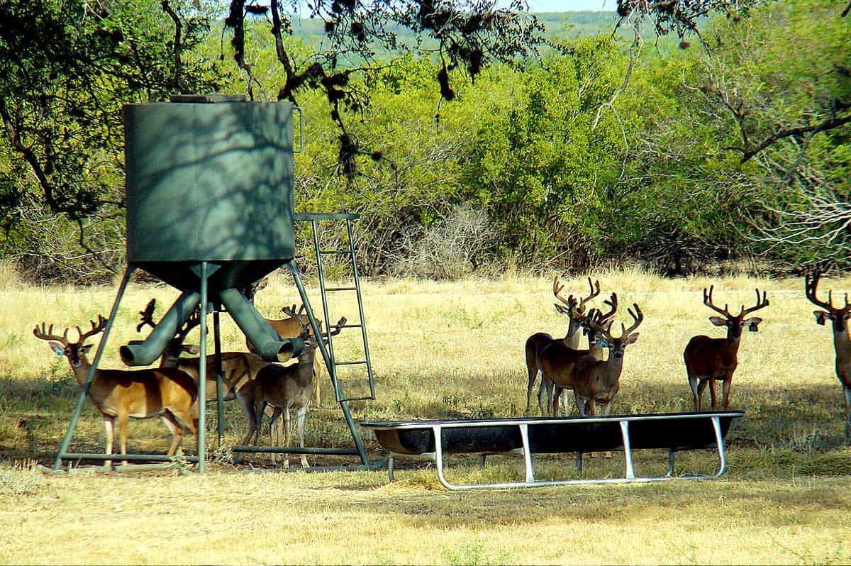 Texas Best Ranches Running a Ranch as a Business