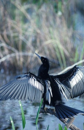 anhinga drying its wings