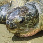 green sea turtle