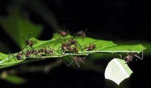 leaf cutter ant