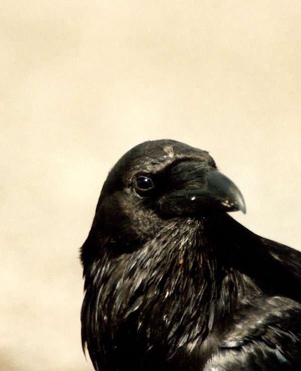 raven