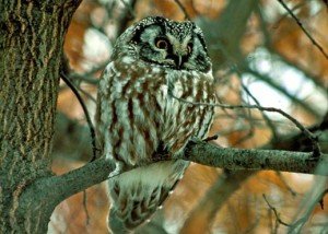 Boreal Owl