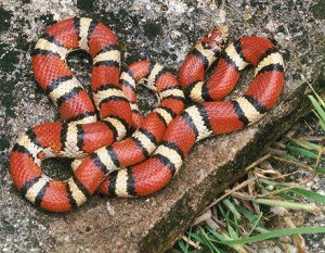 Coral Snake
