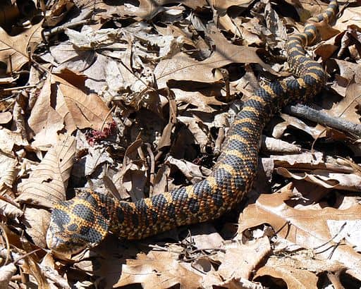 Eastern Hognose Snake