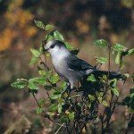 Gray Jay