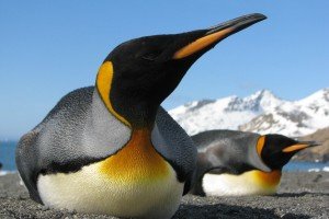 King Penguin