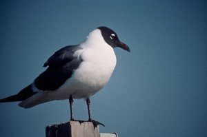 Laughing Gull