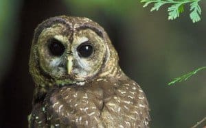 Northern Spotted Owl