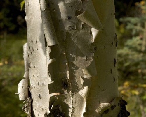 Paper Birch