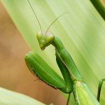 Praying Mantis
