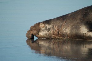 Southern Elephant Seal