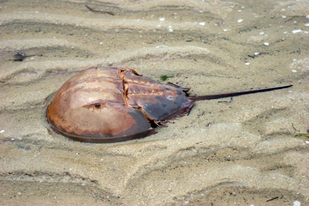 Atlantic Horseshoe Crab